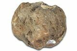 Hadrosaur (Edmontosaurus) Caudal Vertebra Centrum - Montana #331277-1